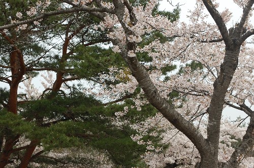 The cherry and the pine tree