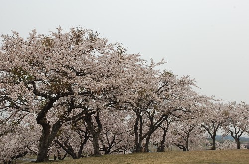 Look at all the cherry trees!