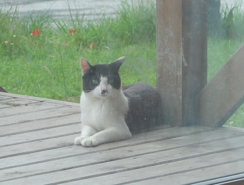 There's something creepy about a tiny moustache on a cat.