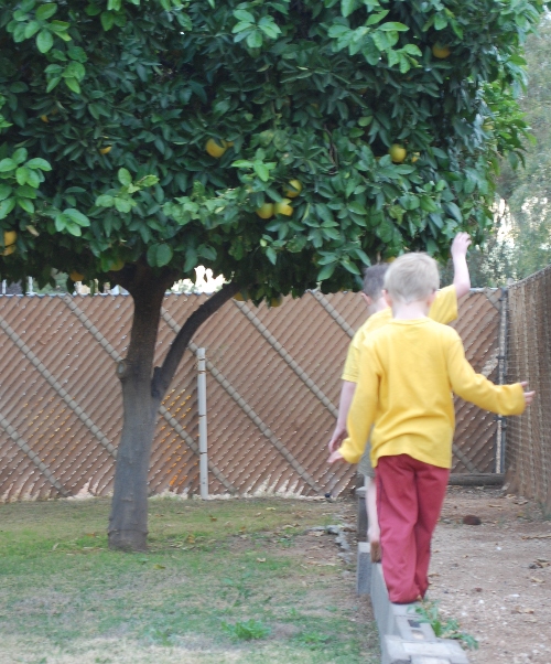Look! A yard filled with citrus trees!
