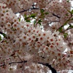 Sakura, sakura