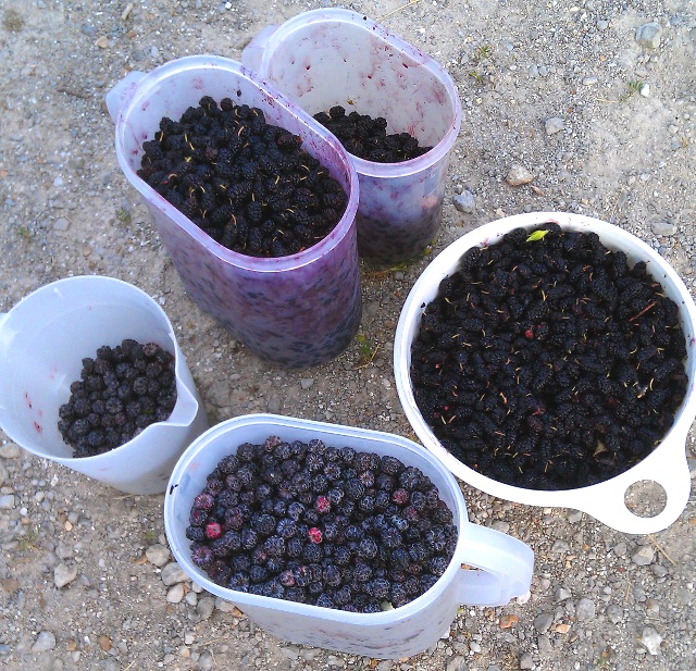Mulberries + black raspberries = AWESOME.