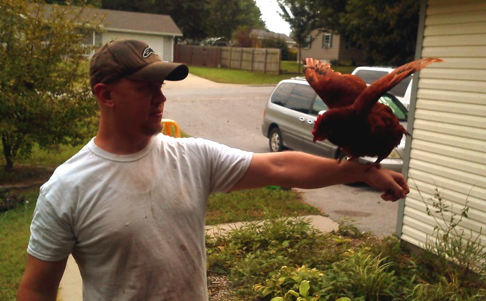 Chicken falconer? Chickener?