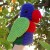 Who's a pretty lorikeet!